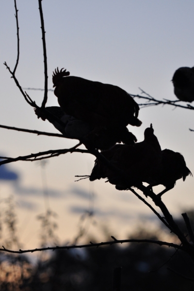 "Всё будет так, как надо, даже если по-другому". Грузия. Октябрь 2014
