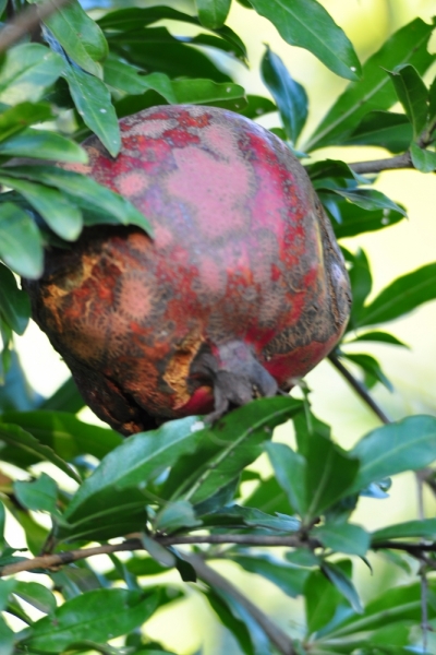 "Всё будет так, как надо, даже если по-другому". Грузия. Октябрь 2014