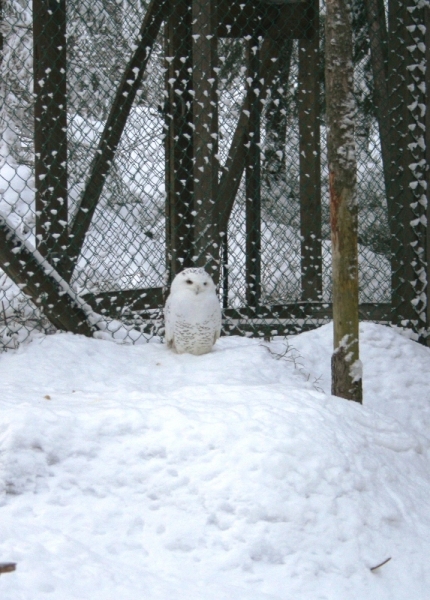 Лапландия Зоопарк Рануа 2007