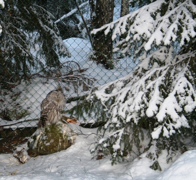 Лапландия Зоопарк Рануа 2007