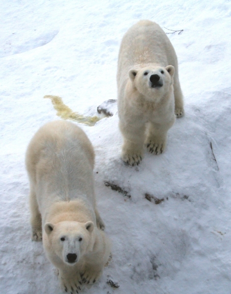 Лапландия Зоопарк Рануа 2007