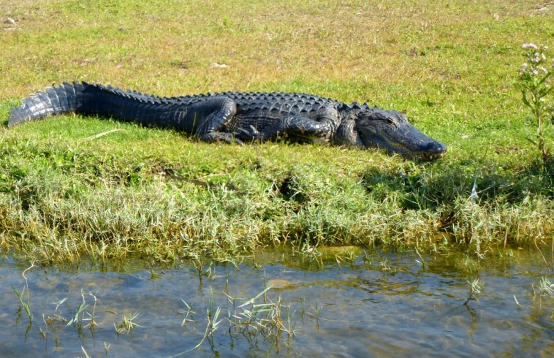 Как я купил мотоцикл в Бриджпорте, и проехал на нём по Америке.