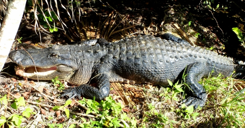 Как я купил мотоцикл в Бриджпорте, и проехал на нём по Америке.