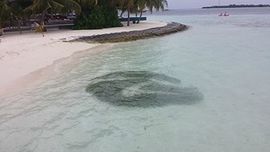 Vilamendhoo+Fihalhohi Barefoot holiday Oct2014