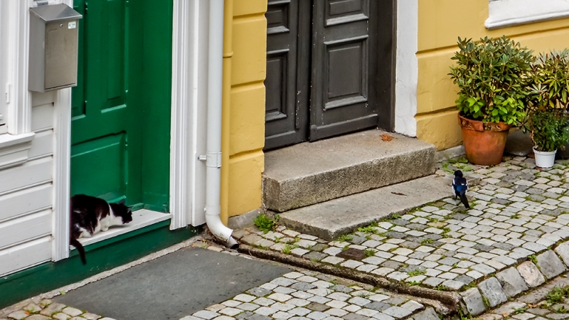 Норвегия 2014. По заветам Суворова: Глазомер, Быстрота и Натиск.