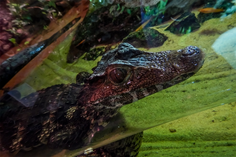 Норвегия 2014. По заветам Суворова: Глазомер, Быстрота и Натиск.