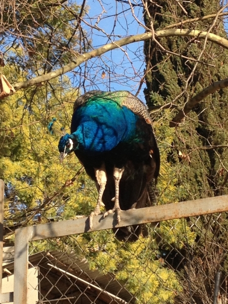 Шесть пятиколечных дней или история одной семьи на одной Олимпиаде