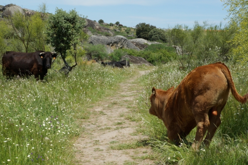 Extremadura проездом (Мадрид -Лиссабон, весна 2014)