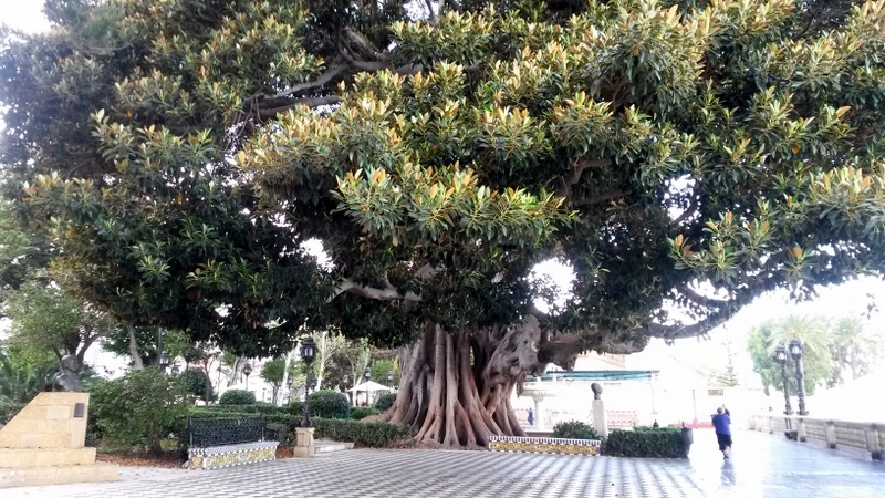 коста фортуна