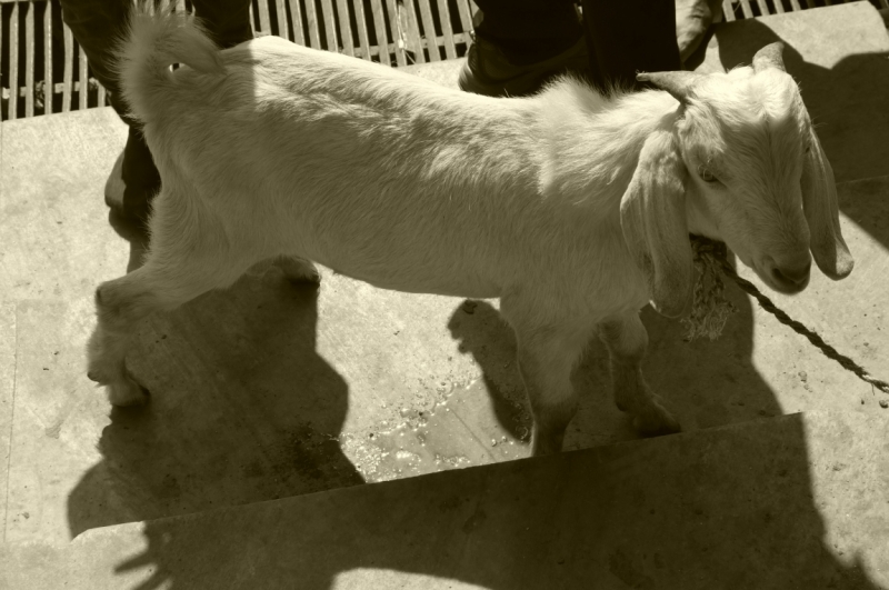 Непал - Дели октябрь 2014 черный фото отчет. Цечу. Красочный Бутан.