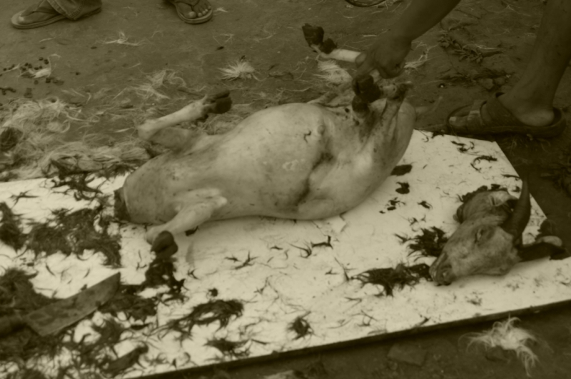 Непал - Дели октябрь 2014 черный фото отчет. Цечу. Красочный Бутан.