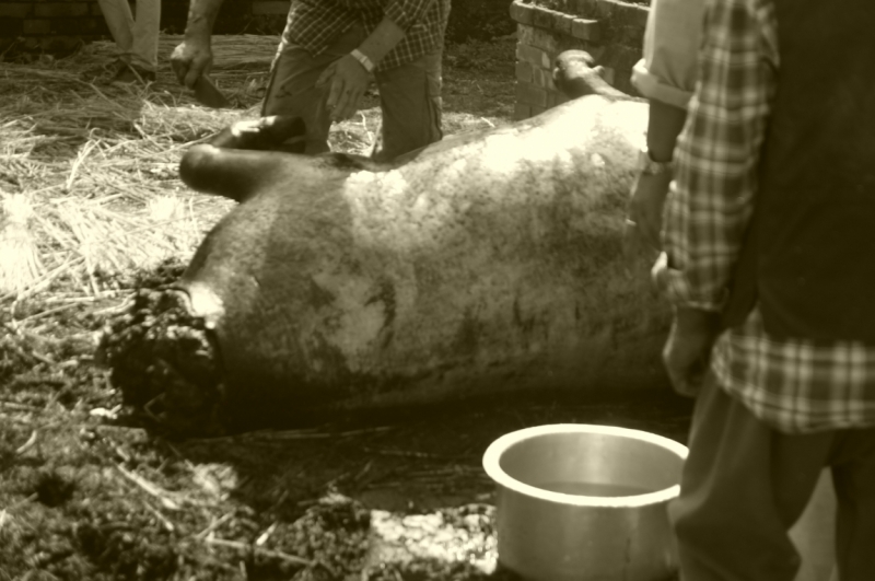 Непал - Дели октябрь 2014 черный фото отчет. Цечу. Красочный Бутан.