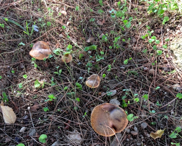 Как урвать кусочек лета осенью (за неделю от Лиссабона до Алгарве)