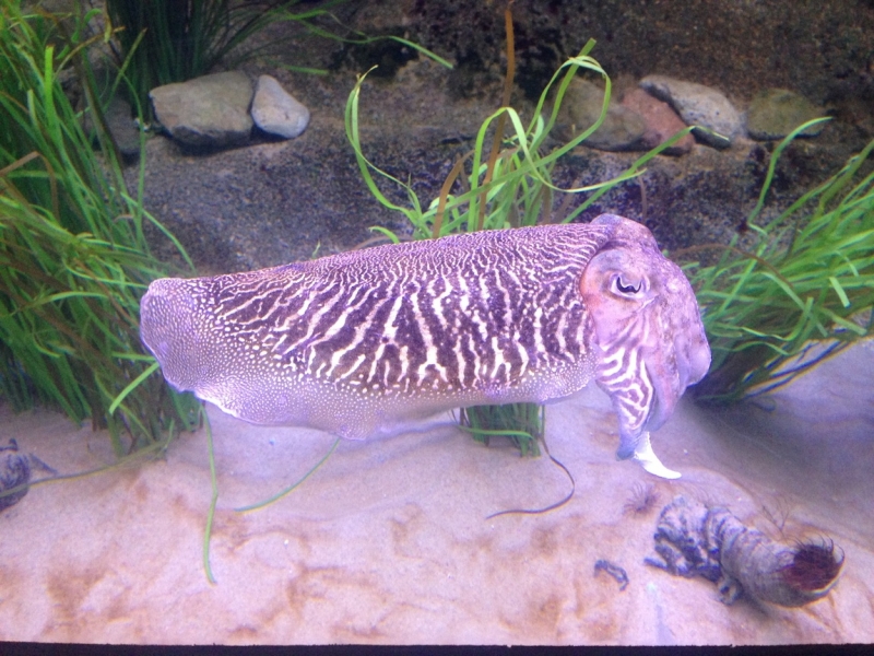 Как урвать кусочек лета осенью (за неделю от Лиссабона до Алгарве)