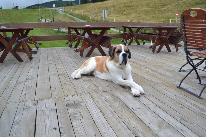 По Европе в Августе.