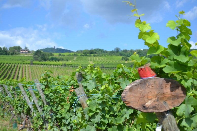 По Европе в Августе.