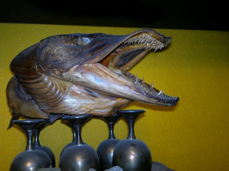 Ужасы, кошмары, гадости, приколы и нелепости, и разная абракадабра из путешествий.