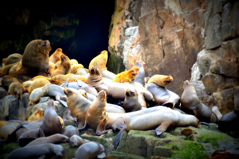 Инки, горы...и картошка. 16 дней в Перу.