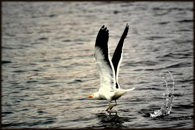 Инки, горы...и картошка. 16 дней в Перу.