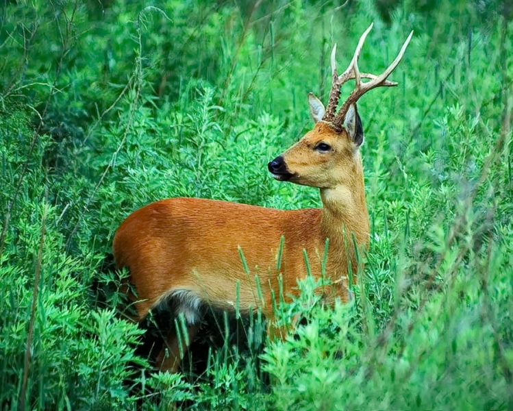 Фотоохота, зоопарки и просто животинки из путешествий - 3