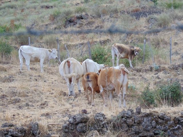 Мой "кусочек" Сицилии! июль 2014.