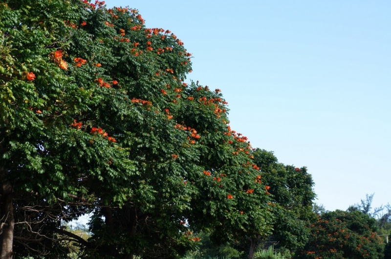 Маврикий. Май 2014.