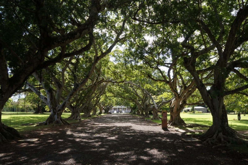 Маврикий. Май 2014.