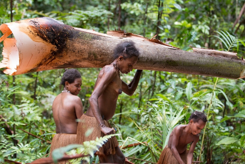 Папуа (племена короваев + Raja Ampat), на авто восточная и центральная Ява (фото).