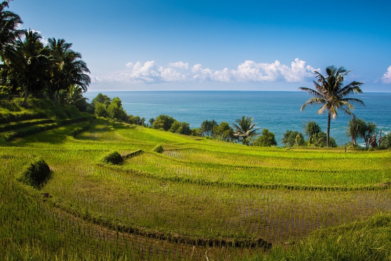 Папуа (племена короваев + Raja Ampat), на авто восточная и центральная Ява (фото).