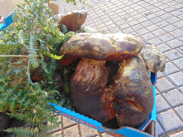 Мой "кусочек" Сицилии! июль 2014.