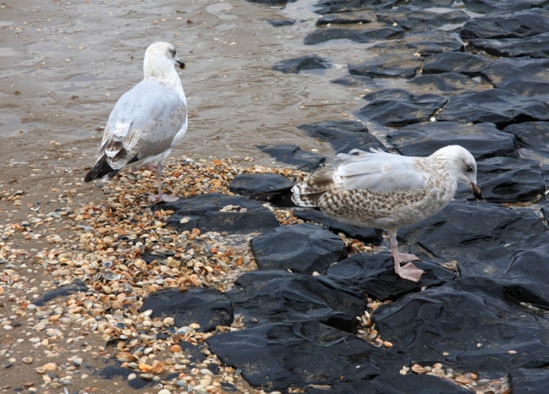 Европейская прелюдия осени в обнимку с фотоаппаратом!