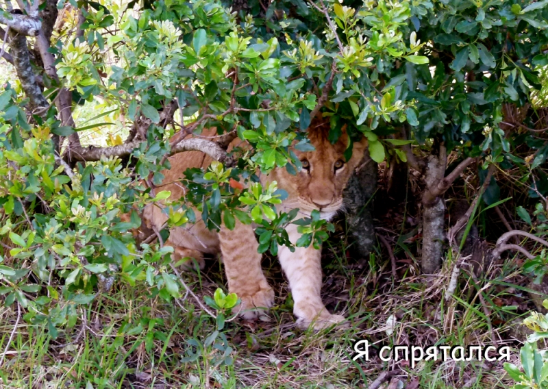 Сафари с Bencia Africa Adventure & Safaris – советы начинающим