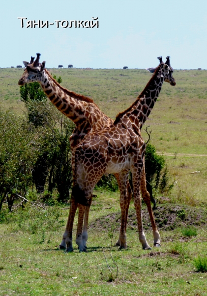 Сафари с Bencia Africa Adventure & Safaris – советы начинающим