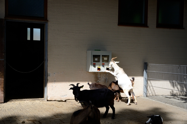 "Детская" Германия