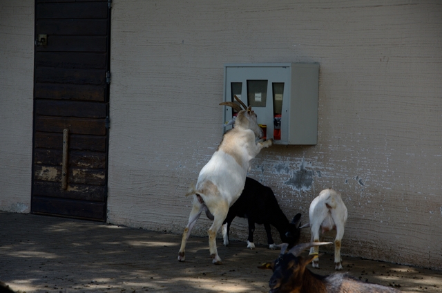 "Детская" Германия