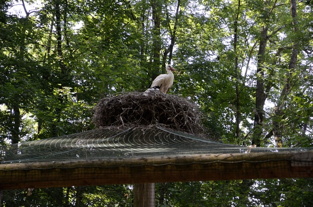 "Детская" Германия