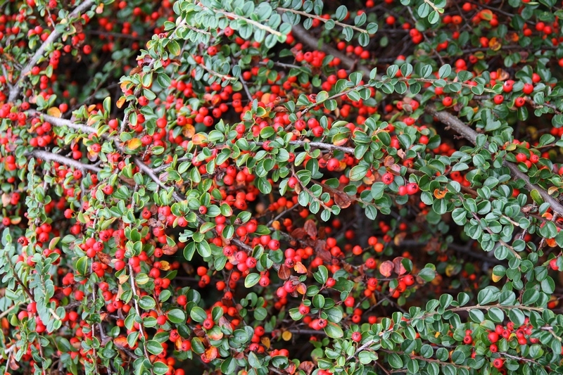 Европейская прелюдия осени в обнимку с фотоаппаратом!