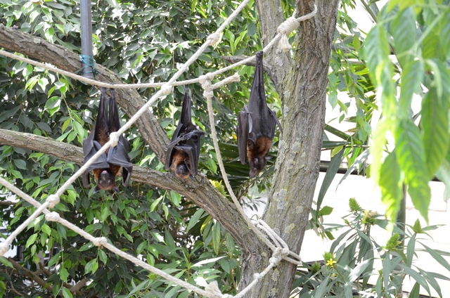 "Детская" Германия
