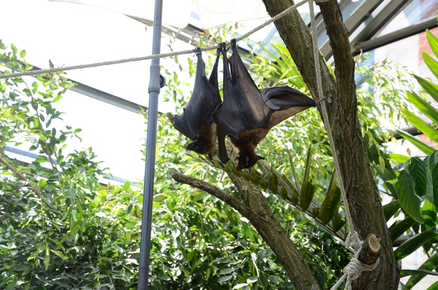 "Детская" Германия