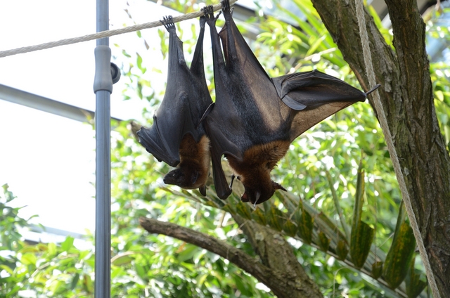 "Детская" Германия
