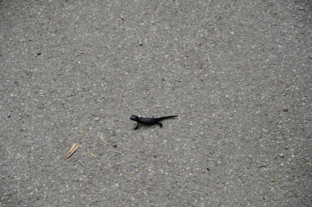 "Детская" Германия