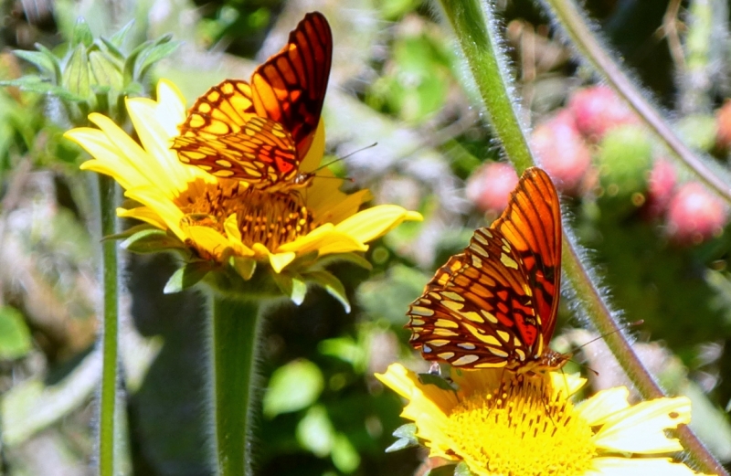 Как я купил мотоцикл в Бриджпорте, и проехал на нём по Америке.