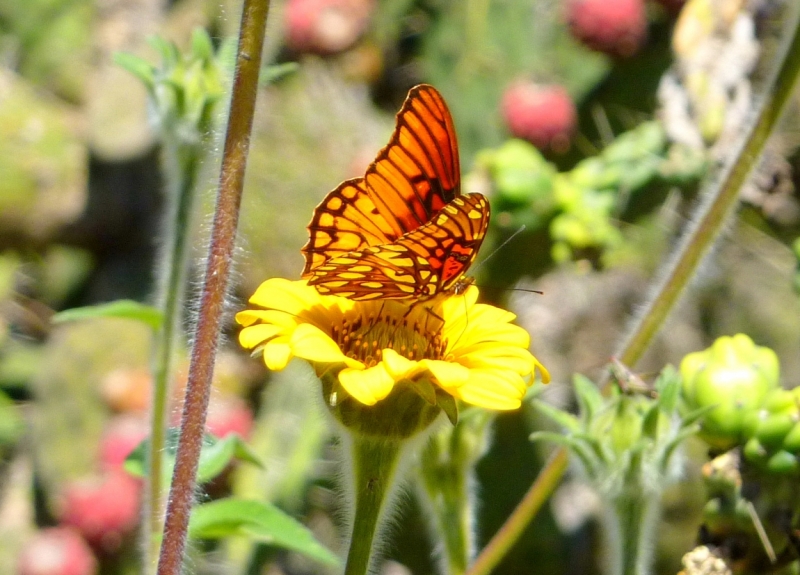 Как я купил мотоцикл в Бриджпорте, и проехал на нём по Америке.