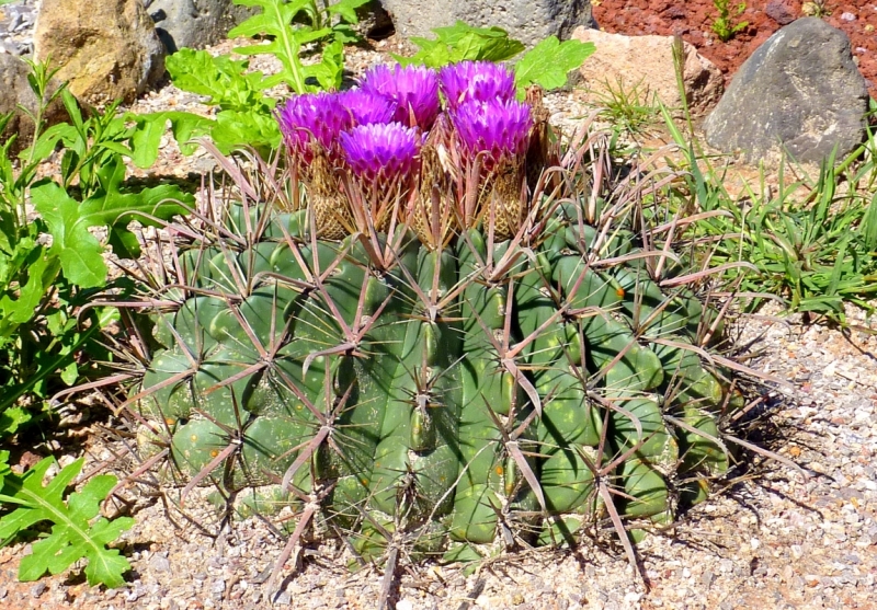 Как я купил мотоцикл в Бриджпорте, и проехал на нём по Америке.