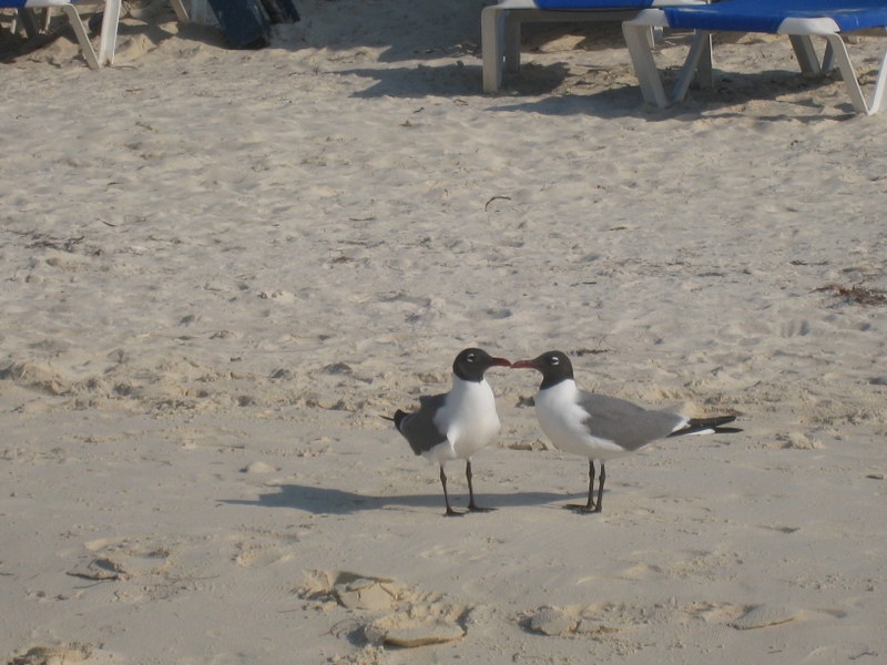 Птицы в фотографиях из путешествий