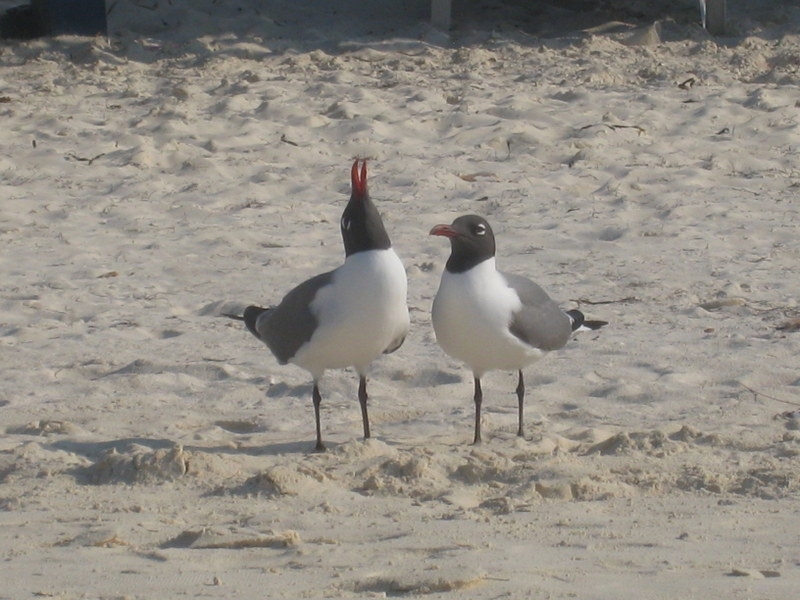 Птицы в фотографиях из путешествий