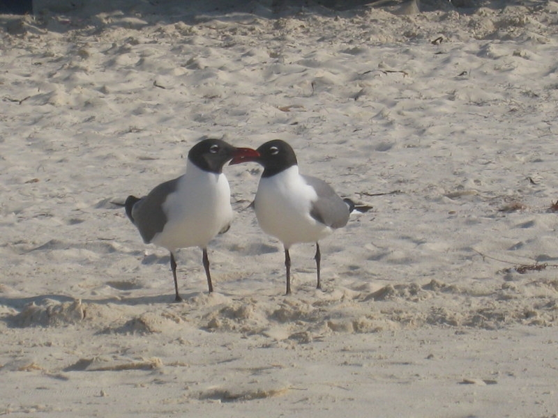 Птицы в фотографиях из путешествий