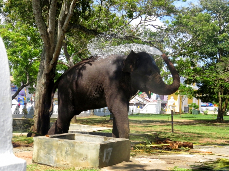 «Цейлонский чай» или приключения на Шри-Ланке (отчет о путешествии, сентябрь 2014)
