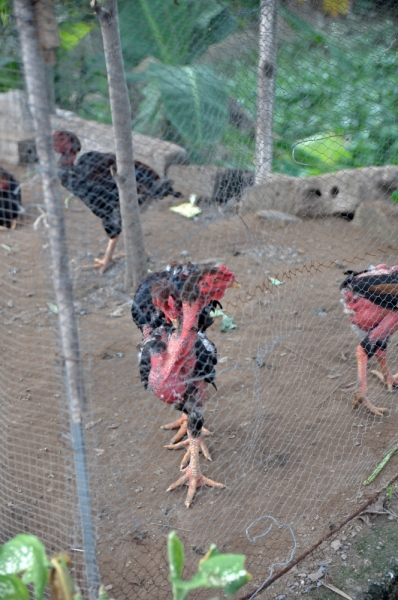 Вьетнам. Ханой, Нинь Бинь, Халонг на ноябрьские праздники 2014(много фото).