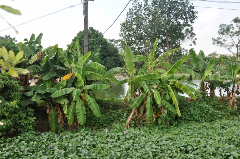 Вьетнам. Ханой, Нинь Бинь, Халонг на ноябрьские праздники 2014(много фото).